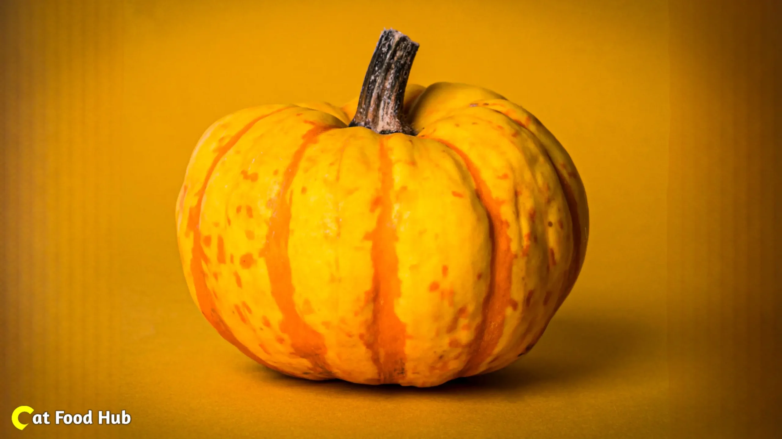 Pumpkin for Cats Pumpkin for Cats